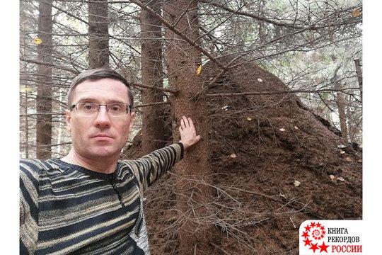Самый высокий муравейник в России
