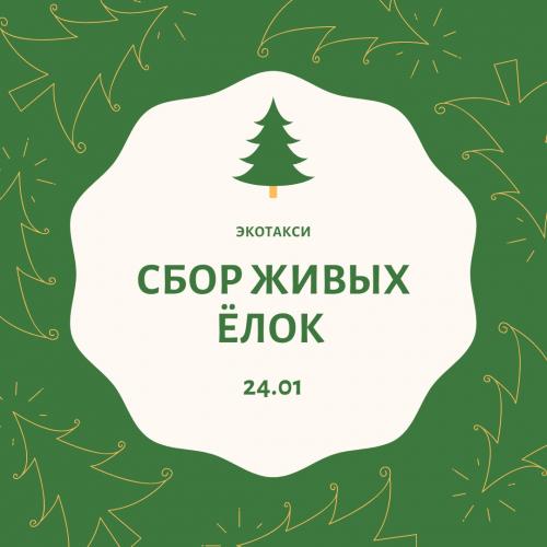 В Казани пройдет сбор живых елок